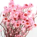 Bouquet di fiori immortali secchi rosa, decorazione nordica per casa e fotografia SKU. - Rosa tinto