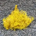 Detailed view of vibrant yellow preserved baby's breath dried flowers for home decor. - Yellow