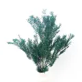 Rami di piante di foglie verdi melaleuca preservate per decorazione matrimonio. - Blu