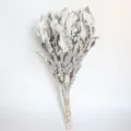 Detailed shot of natural dried silver ragwort leaves bouquet, wedding floral arrangement prop. - 10 Piece Set