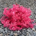 Detailed close-up of vibrant pink preserved baby's breath dried flowers on grey decorative pebbles. - Rose Red