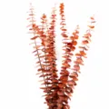 Natural dried eucalyptus leaves, copper coin gum leaf branches for home decor, red brown. - Orange - Approx. 50cm