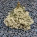 Detailed view of white preserved baby's breath dried flowers arranged on natural pebble surface. - White