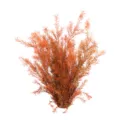 Preserved golden honey myrtle foliage branch for wedding floral arrangement decor. - Orange