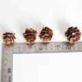 Natural pine cones DIY floral decorative materials Christmas tree decor photo props - 1 Piece, 2-3.5 cm