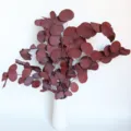 Nordic dried round eucalyptus leaves bouquet with white ceramic vase for home decor. - Dark Red