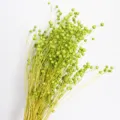Dried green flax seed pods bunch natural floral arrangement home decor botanical ornament - Yellow-Green