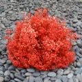 Red dried gypsophila baby's breath flower bouquet variant for home decor and floral arrangement. - Red