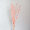 Foglie rosa imbiancate fiori secchi conservati per accessori di fotografia floreale per matrimoni - 40.00g / Rosa