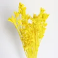 Yellow dried star flowers bouquet natural botanical decor for home styling photography props - Lemon Yellow