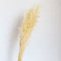 Bouquet di fiori d'avena secchi naturali ideale per decorazioni domestiche e oggetti. - Bianco