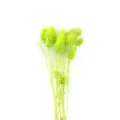 Steli di fiori secchi preservati verdi per composizioni floreali, artigianato e decoro. - Verde