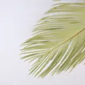 Dried cycad leaves palm leaves for wedding home decor floral arrangement natural plant 1pc - Natural Color 1 Stem