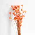 Close-up detail of natural dried orange star flowers, perfect for floral arrangement and DIY crafts. - Orange