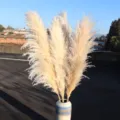Detailaufnahme von flauschigem getrocknetem Pampasgras im Keramikgefäß für die Deko. - 40-50cm