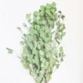 Detail view of natural dried eucalyptus leaves, ideal for home decor and flower arrangement. - 1 Bunch of Round Leaves