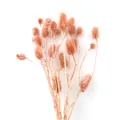 Mazzo di fiori secchi naturali materiale botanico per decorazione casa cupola di vetro aroma - Marrone chiaro