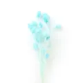Fiori secchi azzurri steli botanici soffici arredamento casa naturale composizione floreale - Azzurro