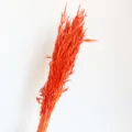 Vivace bouquet di fiori d'avena secchi arancioni per elegante decorazione domestica. - Rosso