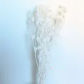 Bouquet di fiori di cardo bianco stabilizzato per la decorazione domestica e regali floreali. - Bianco