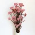 Dettaglio bouquet di fiori di riso secchi rosa, materiale vegetale naturale per decorazioni. - Rosa Fucsia