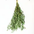 Dried eucalyptus leaves bunch natural preserved greenery plant for home decor wall hanging - Eucalyptus Pulverulenta / Fine Leaves