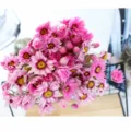 Roze gedroogde Rodanthe strobloemen margriet huisdecoratie foto rekwisieten bloemstuk - Roze