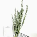 Dried eucalyptus leaves natural branches bunch for modern home decor and floral arrangement - 10 Stems of Pennywort Leaves