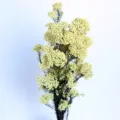 Fiore di riso preservato materiale floreale secco per aromaterapia artigianato fai da te. - Giallo