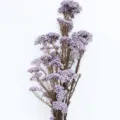 Fiori di riso secchi e preservati naturali per composizioni DIY e decorazione d'interni. - Viola chiaro