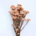 Fiori di riso secchi conservati per artigianato fai da te e dettagliate decorazioni floreali. - Arancione