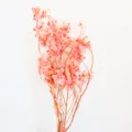 Primo piano dettagliato di fiori di farfalla rosa conservati, decorazione floreale. - Rosa