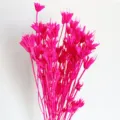 Mazzo di fiori secchi rosa vivo decorazione botanica naturale per casa accessori fotografici - Rosso rosa