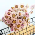 Natuurlijk gedroogde bloemenboeket roze rhodanthe madeliefje voor huisdecoratie fotografierekwisieten - Lichtpaars