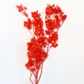 Vista dettagliata del ramo di fiori di farfalla preservati rossi, materiale vegetale per decorazioni. - Rosso Vivo