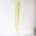 Natural dried cycad leaf fan palm floral material for home decor, wedding arrangement, beige. - White (1 Piece)