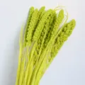 Bouquet di miglio essiccato naturale per decorazioni domestiche, composizioni floreali e oggetti. - Verde