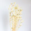 Natural dried star anise flower bouquet, ivory white plant decor for photography props - White
