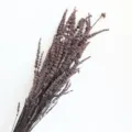 Natural dried lavender bouquet detail, purple floral stems for home decor and gift. - Purple