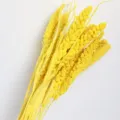 Natural dried foxtail millet grass bunch, perfect for home decor and photography props. - Lemon Yellow