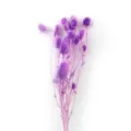 Mazzo di fiori secchi conservati viola pianta naturale per decorazioni casa e artigianato. - Viola
