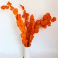 Bouquet di fiori secchi di eucalipto sbiancato arancione vista di dettaglio decorazione - Arancione