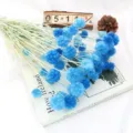 Mazzo di fiori di scabiosa essiccati blu per decorazioni domestiche e composizioni d'arte. - Blu Zaffiro