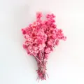 Mazzo di fiori secchi rosa composizione floreale ideale per decorazione domestica - Rosa tinto