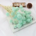 Fiori di scabiosa verde chiaro essiccati per composizioni floreali, vetrine e decorazioni casa. - Blu Tiffany Chiaro