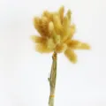Fleurs naturelles de queue de lapin séchées pour la décoration intérieure et la photographie - Lot de 30 pièces / Jaune