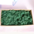 Preserved green moss box for DIY craft wall home decor natural plant material display - Grass Green