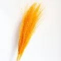 Fluffy yellow pampas grass dried flowers, natural reed decor for home and wedding parties. - Orange
