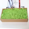 Preserved green moss box 500g for home decor, wall decoration, and DIY floral arrangements. - Light Green