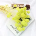 Fiori secchi gialli craspedia billy balls per decorazioni domestiche e composizioni. - Giallo